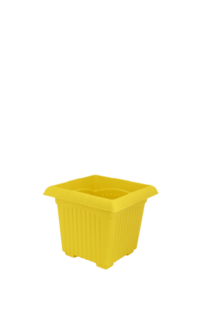 Planter Basant 14 Parrot Yellow
