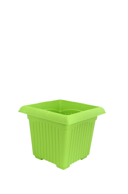 Mpandaji Basant 14 Parrot Green